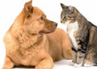 intolleranze alimentari animali domestici