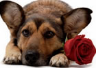 intolleranze alimentari cani