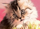 intolleranze alimentari animali domestici