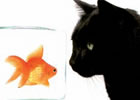 intolleranze alimentari gatti