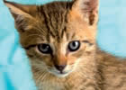 intolleranze alimentari animali domestici