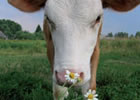 intolleranze alimentari animali allevamento